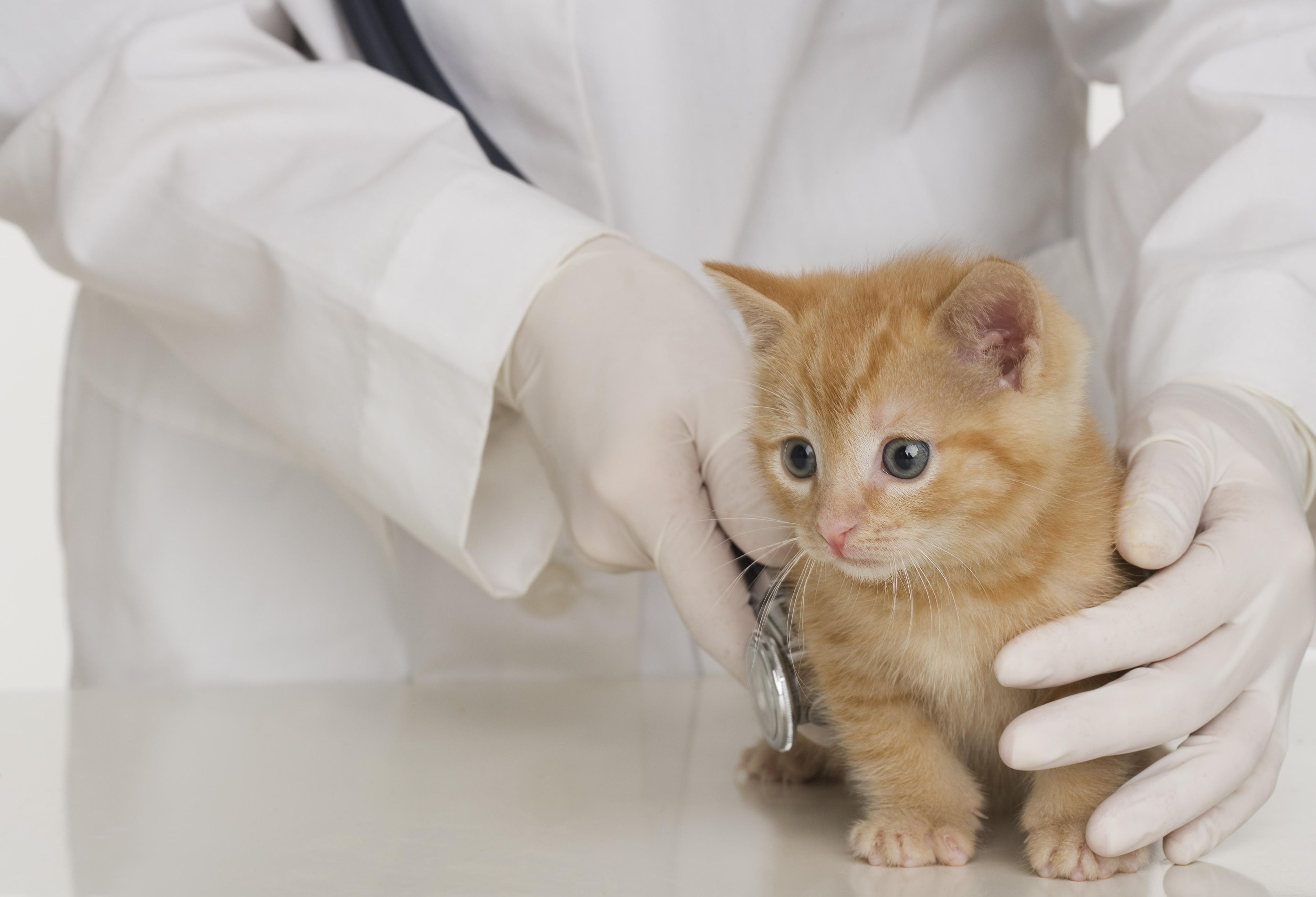 cat-fist-day-at-vet