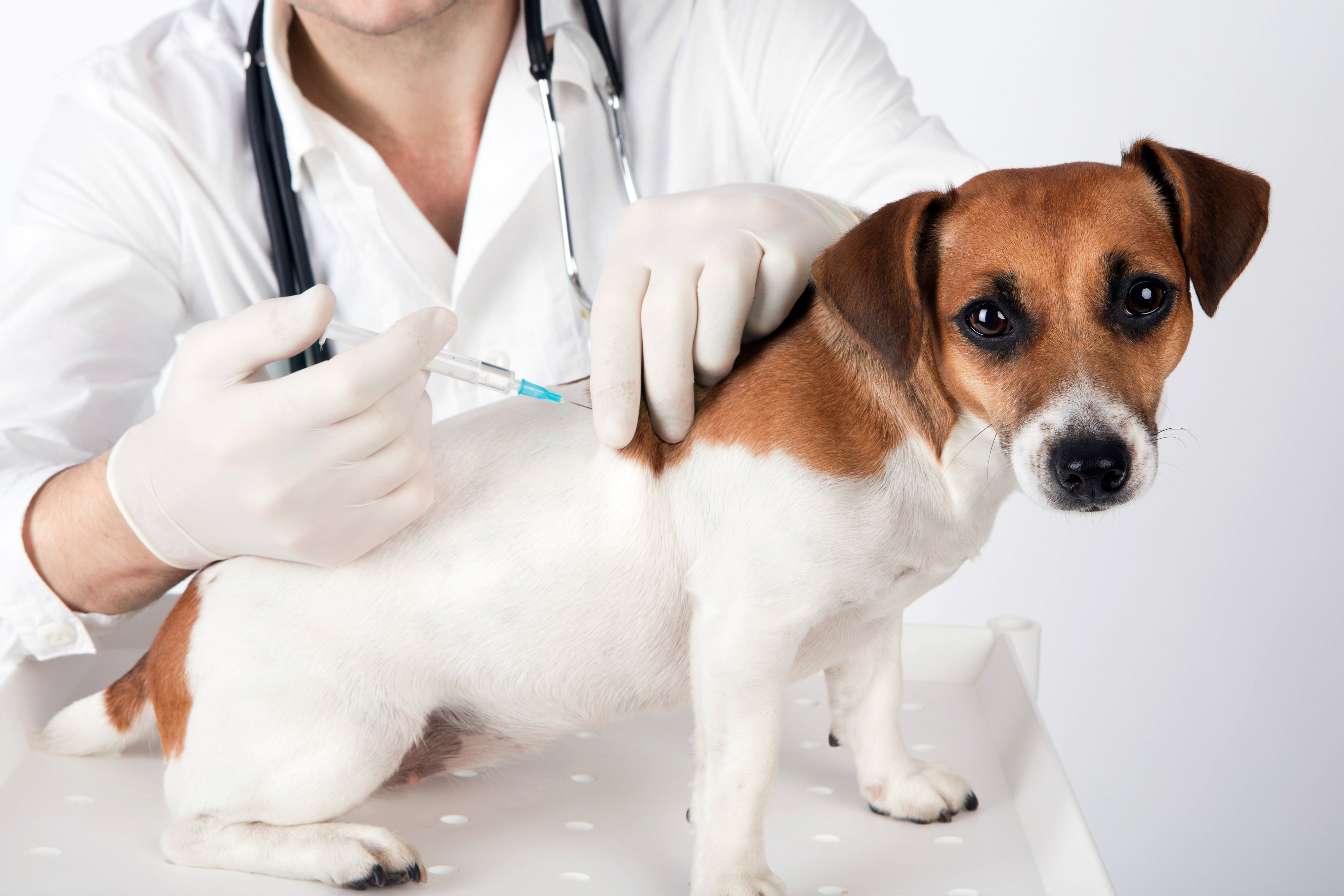 dog-vaccine-2